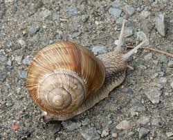 šek
